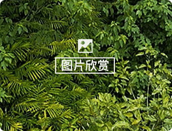 阳春砂