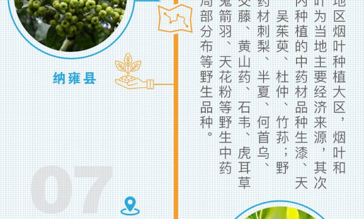 中药材省份盘点--贵州篇